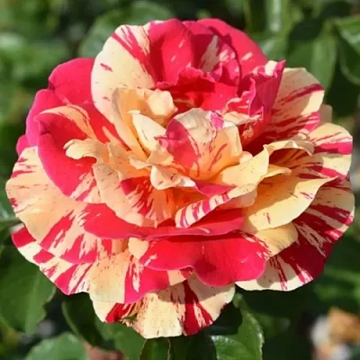 Саженцы роз ВАНИЛЛА ФРАЙЗ плетистая  Саженцы роз ВАНИЛЛА ФРАЙЗ плетистая в Хабаровске