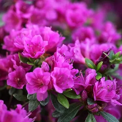 Азалия ХИРОКА японская  Азалия ХИРОКА японская в Хабаровске