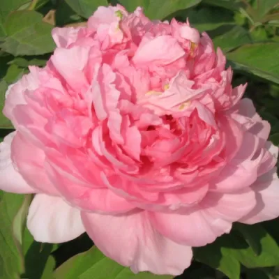 Пион ИМПЕРАТОРСКАЯ НАЛОЖНИЦА древовидный в Хабаровске