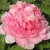 Пион ИМПЕРАТОРСКАЯ НАЛОЖНИЦА древовидный — описание сорта Пион ИМПЕРАТОРСКАЯ НАЛОЖНИЦА древовидный в Хабаровске