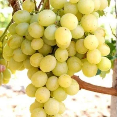 Виноград ТАЛИСМАН в Хабаровске