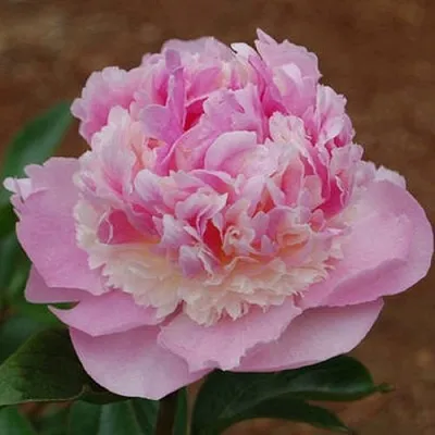 Пион ЭНДЖЕЛ ЧИКС травянистый  Пион ЭНДЖЕЛ ЧИКС травянистый в Хабаровске