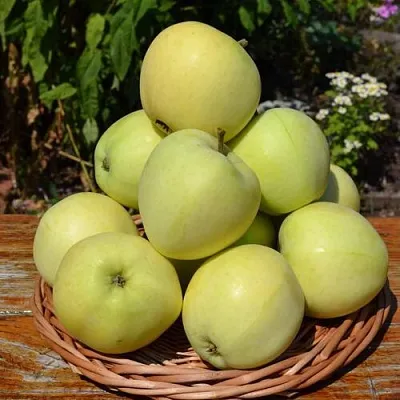 Яблоня ПАПИРОВКА  Яблоня ПАПИРОВКА в Хабаровске