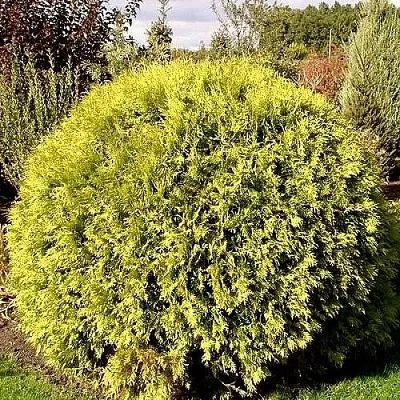 Туя ГЛОБОЗА АУРЕА западная в Хабаровске