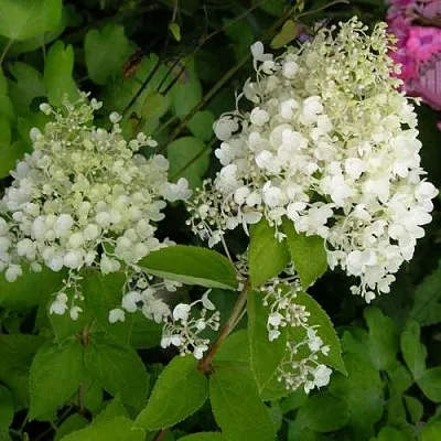 Гортензия ДАРТС ЛИТТЛ ДОТТ метельчатая  Гортензия ДАРТС ЛИТТЛ ДОТТ метельчатая в Хабаровске