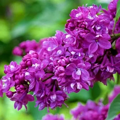 Сирень ОГНИ ДОНБАССА  Сирень ОГНИ ДОНБАССА в Хабаровске