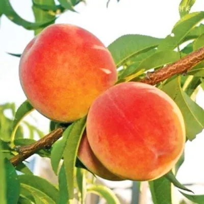 Персик ОНТАРИО в Хабаровске