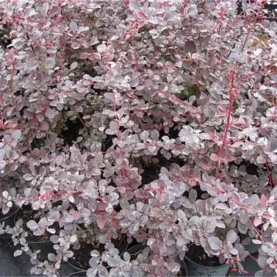 Барбарис СИЛЬВЕР МИЛЕС оттавский   Барбарис СИЛЬВЕР МИЛЕС оттавский  в Хабаровске