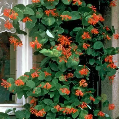 Жимолость ДРОМПОР СКАРЛЕТТ брауна в Хабаровске