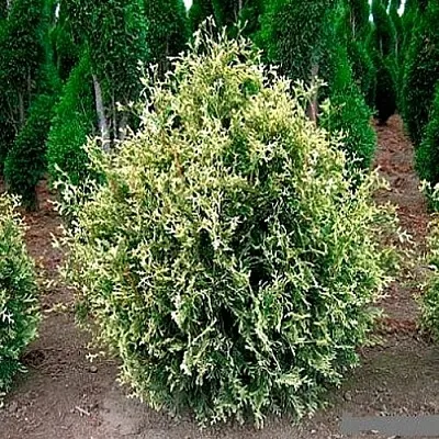 Туя ГОЛД ПЕРЛ западная в Хабаровске