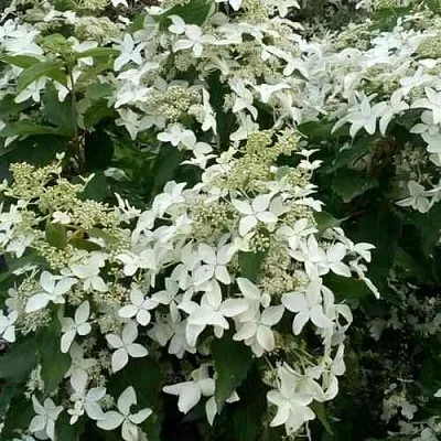 Гортензия МЭДЖИКАЛ СТАРЛАЙТ метельчатая  Гортензия МЭДЖИКАЛ СТАРЛАЙТ метельчатая в Хабаровске