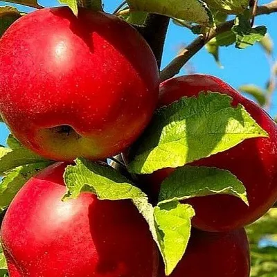 Зимние сорта  Зимние сорта в Хабаровске