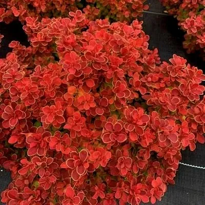 Барбарис РЕД ХОТ ЧИЛИ тунберга  Барбарис РЕД ХОТ ЧИЛИ тунберга в Хабаровске