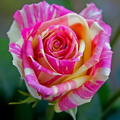 Саженцы роз ФИЕСТА чайно-гибридная  Саженцы роз ФИЕСТА чайно-гибридная в Хабаровске