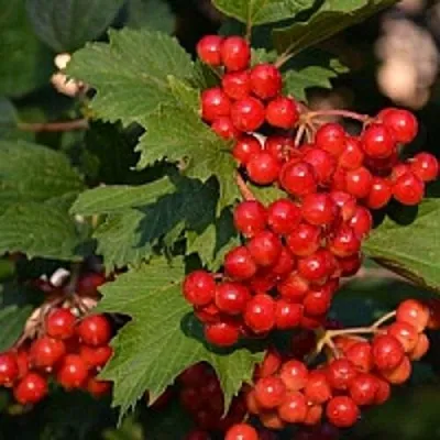 Калина  Калина в Хабаровске