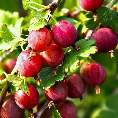 Крыжовник САДКО  Крыжовник САДКО в Хабаровске