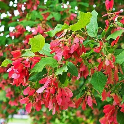 Клен татарский  Клен татарский в Хабаровске