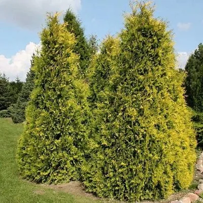 Туя АУРЕОСПИКАТА западная в Хабаровске