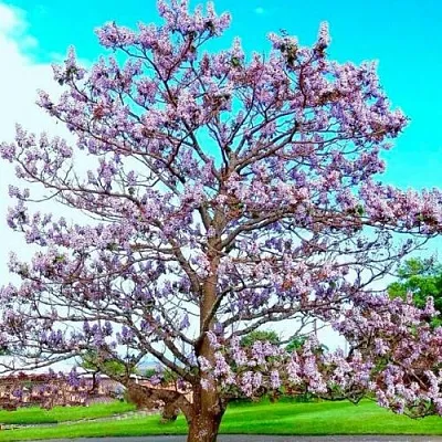 Павловния  Павловния в Хабаровске