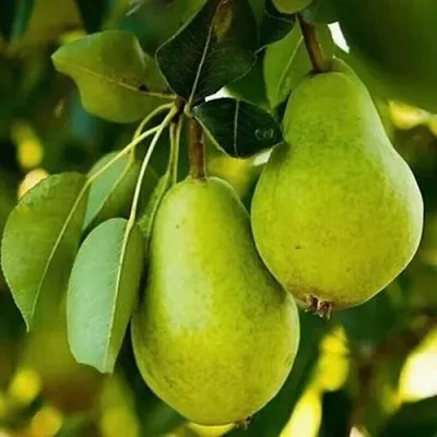 Груша СЕВЕРЯНКА колонновидная в Хабаровске