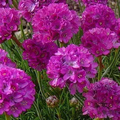 Армерия МОНИНГ СТАР ДИП РОУЗ в Хабаровске