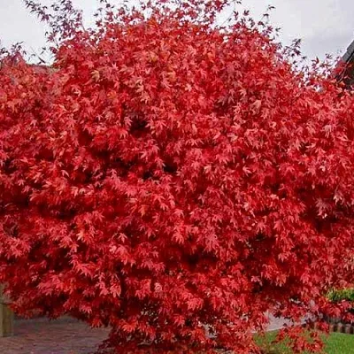 Клен гиннала   Клен гиннала  в Хабаровске