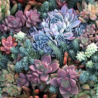 Суккуленты в Хабаровске