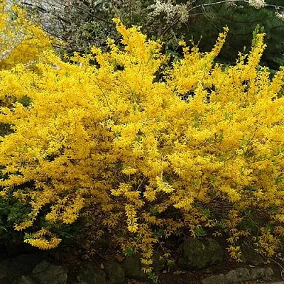 Форзиция ГОЛДЗАУБЕР средняя  Форзиция ГОЛДЗАУБЕР средняя в Хабаровске