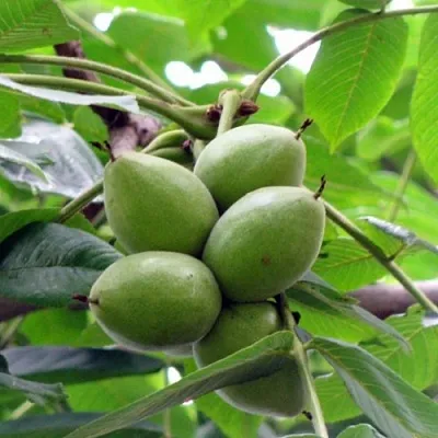 Орех маньчжурский МИЧУРИНЕЦ в Хабаровске