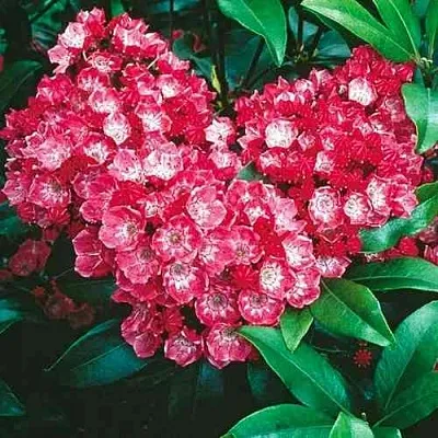 Кальмия КАРДИНАЛ  Кальмия КАРДИНАЛ в Хабаровске