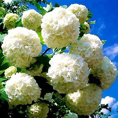 Калина БУЛЬДЕНЕЖ  Калина БУЛЬДЕНЕЖ в Хабаровске