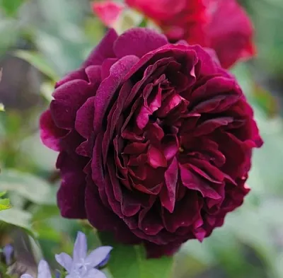 Саженцы роз МАНСТЕД ВУД английская  Саженцы роз МАНСТЕД ВУД английская в Хабаровске