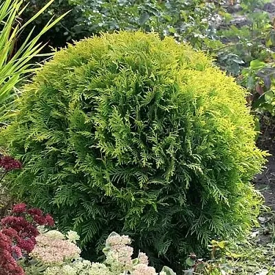 Туя ЕЛЛОУ ГЛОБ западная в Хабаровске