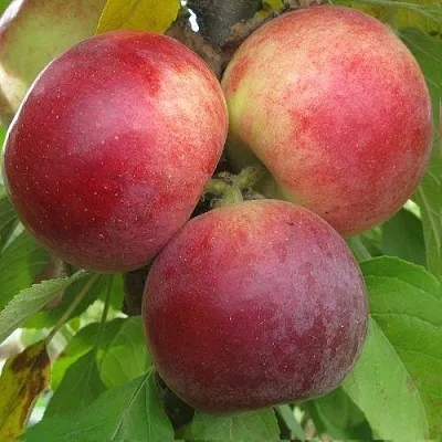 Яблоня БАЛЕРИНА ФЛАМЕНКО колонновидная  Яблоня БАЛЕРИНА ФЛАМЕНКО колонновидная в Хабаровске