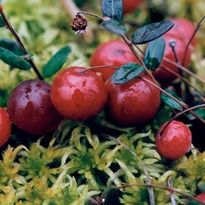 Клюква МАК ФАРЛИН  Клюква МАК ФАРЛИН в Хабаровске