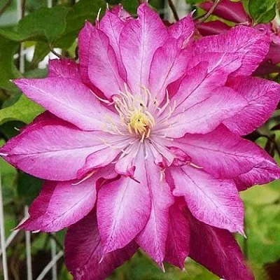 Клематис КАЕН  Клематис КАЕН в Хабаровске