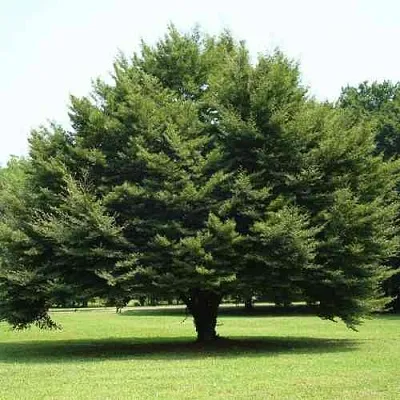 Бук обыкновенный  Бук обыкновенный в Хабаровске