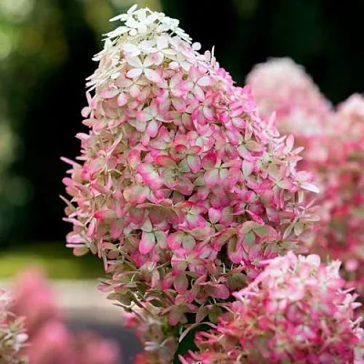 Гортензия РОЯЛ ФЛОВЕР метельчатая  Гортензия РОЯЛ ФЛОВЕР метельчатая в Хабаровске