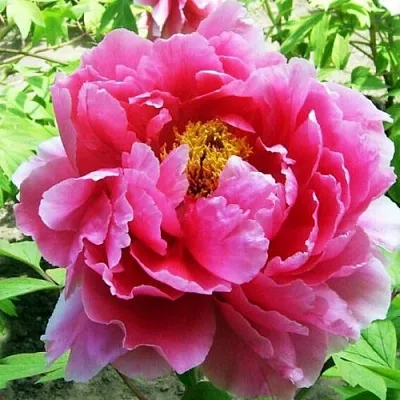 Пион ВОСХОД СОЛНЦА древовидный  Пион ВОСХОД СОЛНЦА древовидный в Хабаровске