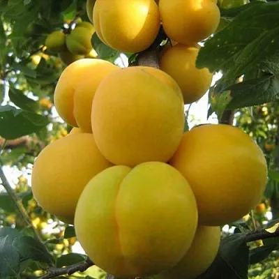 Слива ЛОДВА  Слива ЛОДВА в Хабаровске