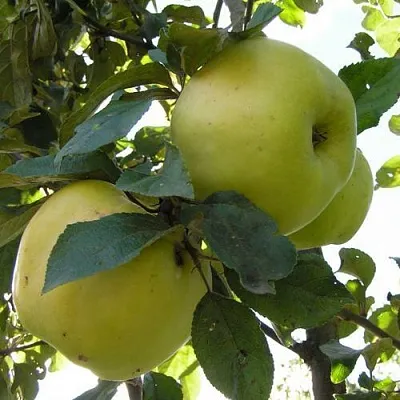 Яблоня АНТОНОВКА ОБЫКНОВЕННАЯ  Яблоня Антоновка Обыкновенная в Хабаровске