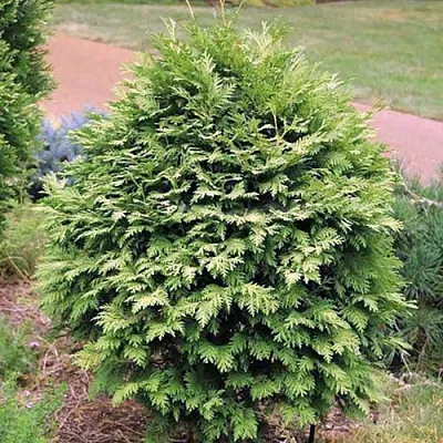 Туя ВАРЕАНА ЛЮТЕСЦЕНС западная в Хабаровске