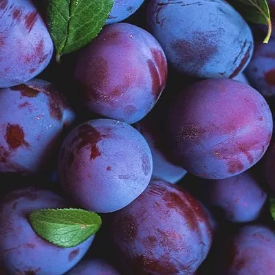 Слива  Слива в Хабаровске