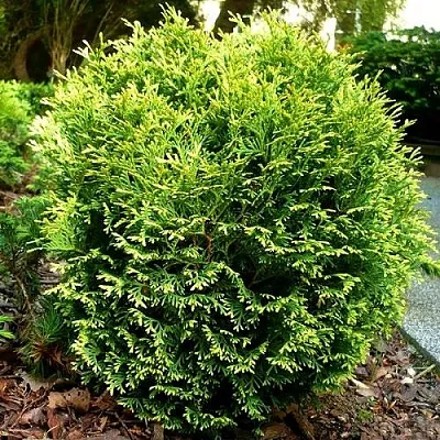 Туя ВОТЕРФИЛД западная в Хабаровске