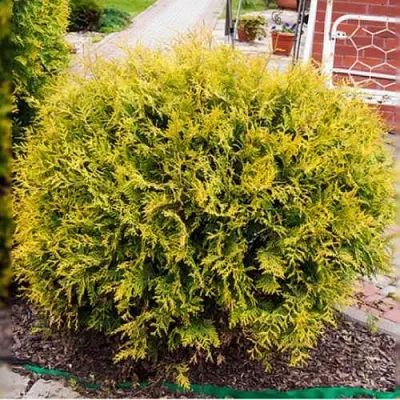 Туя КОЛЛЕРС ГОЛД складчатая в Хабаровске