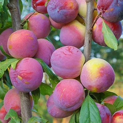 Слива КОЛОННОВИДНАЯ  Слива КОЛОННОВИДНАЯ в Хабаровске