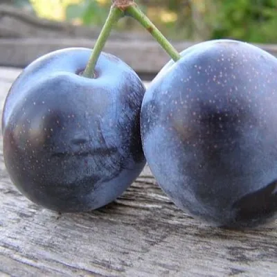 Слива БЛЮФРИ  Слива БЛЮФРИ в Хабаровске