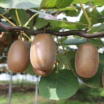 Актинидия ЗАКАРПАТЬЕ деликатесная в Хабаровске