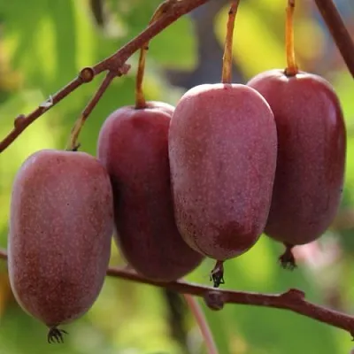 Актинидия ПУРПУРНО САДОВАЯ  аргута в Хабаровске