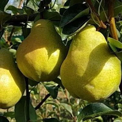 Груша СОКРОВИЩЕ в Хабаровске